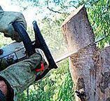 Best Storm Damage Tree Cleanup  in Mountain Lake Park, MD