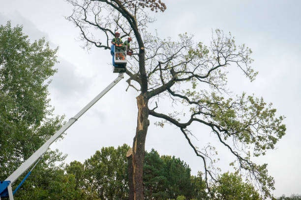 Best Tree Mulching  in Mountain Lake Park, MD
