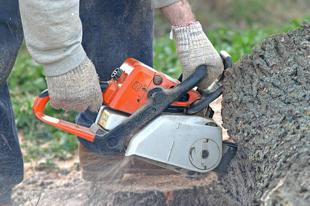Best Lawn Maintenance Plans  in Mountain Lake Park, MD