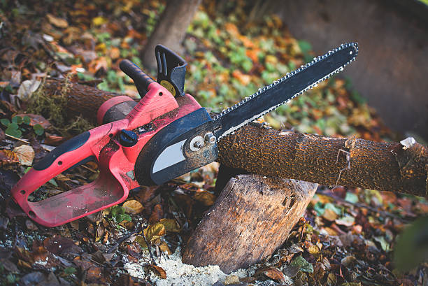 Best Tree Disease Treatment  in Mountain Lake Park, MD